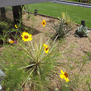 Year Three Showing Red and White Yucca & Slender Green Thread Flowers