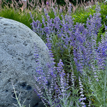 Sphere and Russian sage