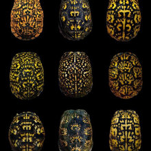 amazing creatures
