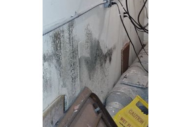 Mold Remediation in Palm Harbor, FL