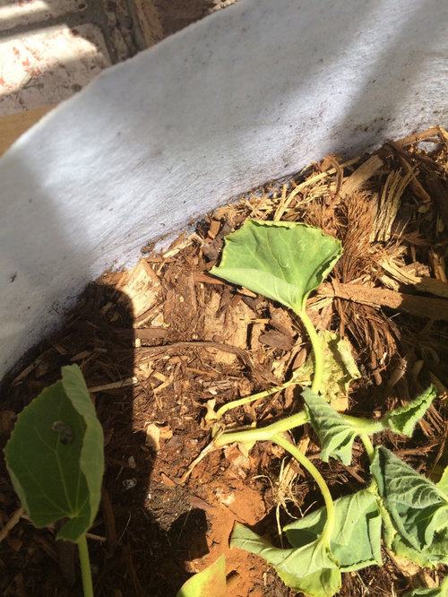 Please help! Cucumber stems being eaten