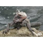 Konstantin Kenny's photo