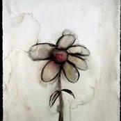 Foto von Rabia Ansari