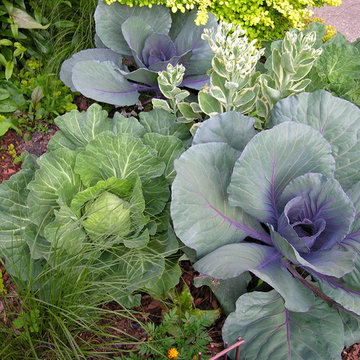 Vegetable variety | Artistry Landscaping Design