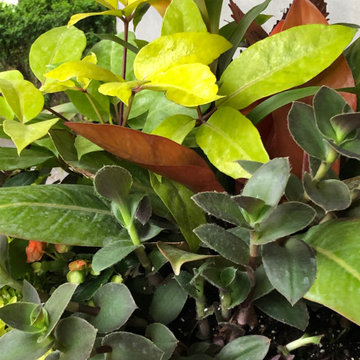The Art of Container Gardening