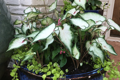 Change Your Potted Gardens Each Season