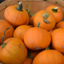 Harvest Festival - Products
