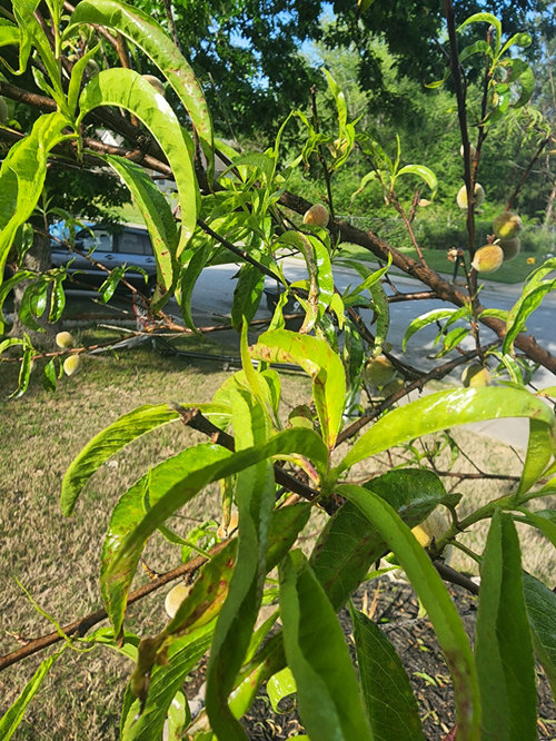 Why is my peach tree failing