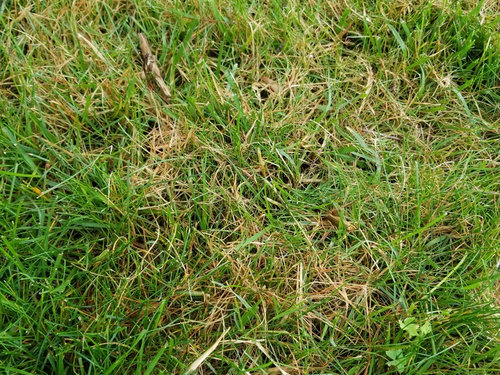 Concern about tan spots on healthy lawn