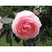Daniela Pontoni Toson's photo