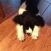 Biliana Kovacevic's photo