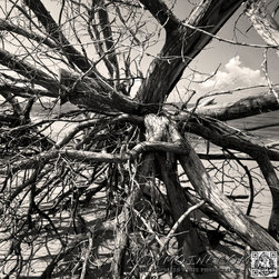 Old Driftwood - Jekyll Island - Georgia - Prints And Posters