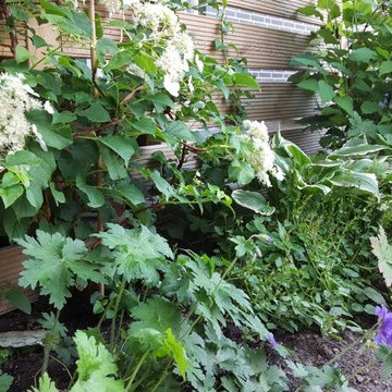 Blütenvielfalt im Hausgarten