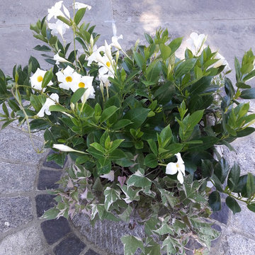 Container Design - Spring and Summer