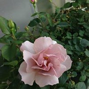 Martha Noda's photo
