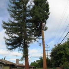 PV Tree Service