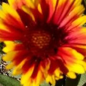 Camille Robinson's photo