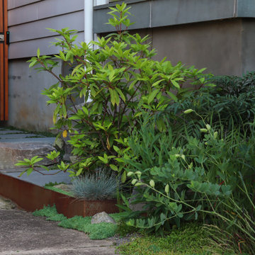 Urban Garden in Carytown