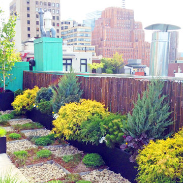 NYC Roof Garden: Paver Deck, Terrace, Sedum Trays, Bamboo Fence, Container Plant