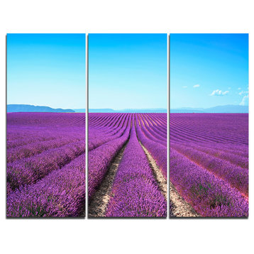 "Lavender Flower Blooming Fields" Canvas Art Print, 3 Panels, 36"x28"