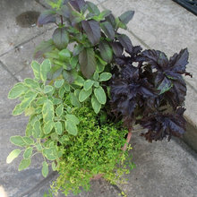 container gardens