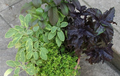 8 Easy Container Plants to Grow From Seed