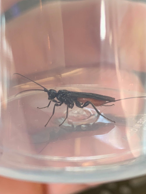 Looking for ID on this insect.