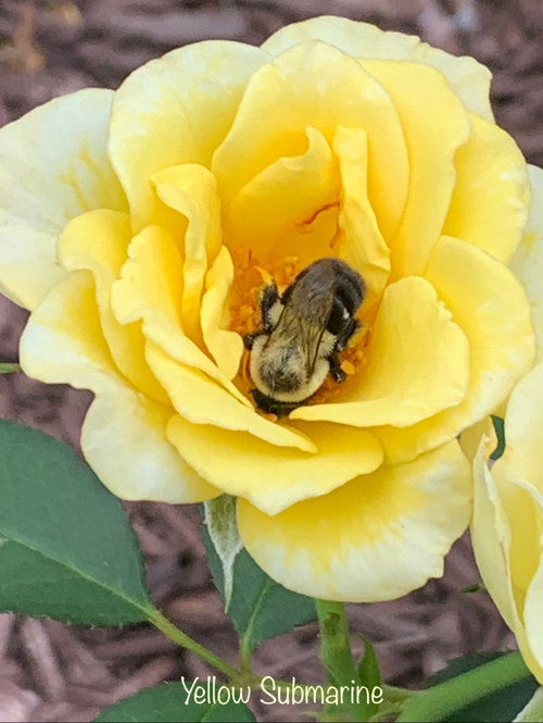 Roses that attract pollinators