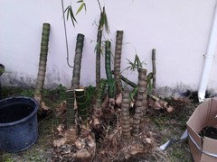 Transplanting bamboo 