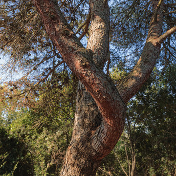 Geometrie della natura: la scultura vivente del pino mediterraneo