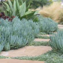 Landscape Ideas