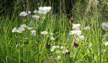 9 tolle Kombis: Welche Pflanzen passen zu Gräsern?