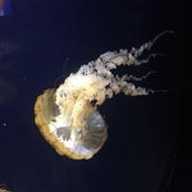 Vera Trout's photo