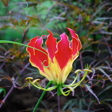 Favorite Plants and Cool Stuff