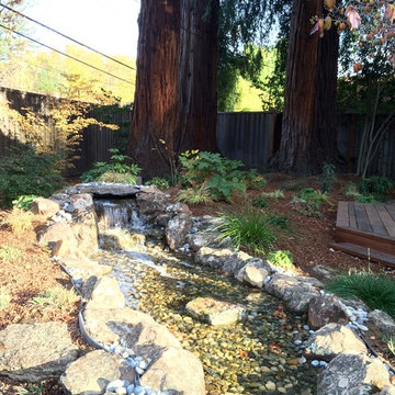 Redwoods set the stage in Menlo Park