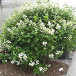 Quick Fire&reg; Hardy Hydrangea - Plants