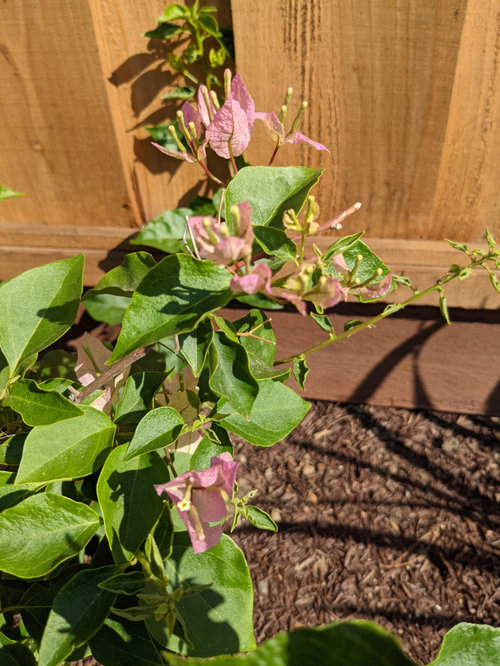 Bougainvillea new leaves curling