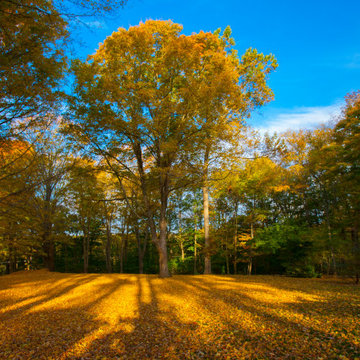 Autumn Glory