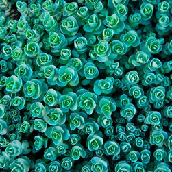 Little Greenies - Artwork
