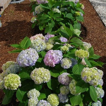 Hydrangea Festival Contest