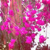 Prisca Koh-Fu's photo