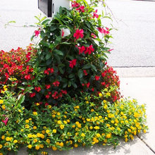 outdoor gardens