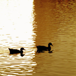 Ducks on Golden Pond - Artwork