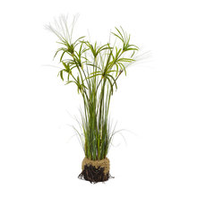 house plants