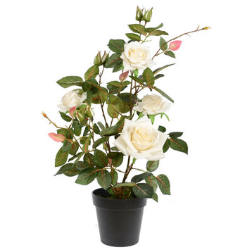 21" White Rose Plant In Pot