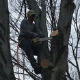 O'brothers tree service LLC's profile photo