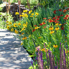 Gaylard backyard