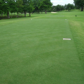 Latitude 36 Bermuda Grass