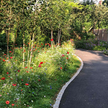 Aderia's garden roadside