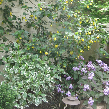 Shady Wall of Secret Garden in Los Gatos, CA 1 Year Later